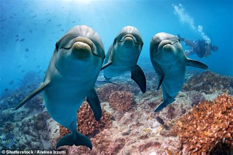 Are dolphins loners?