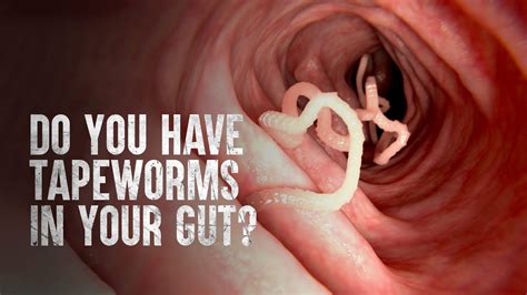 Are dried tapeworms harmful?