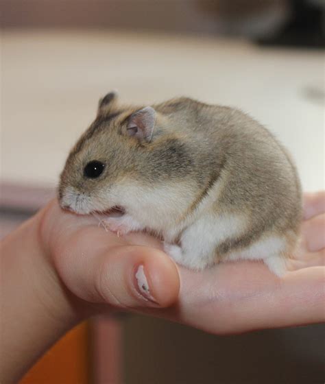 Are dwarf hamsters smart?