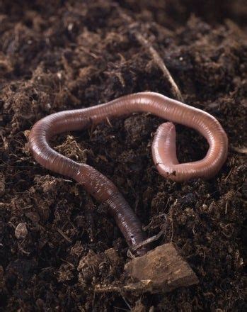 Are earthworms afraid of light?