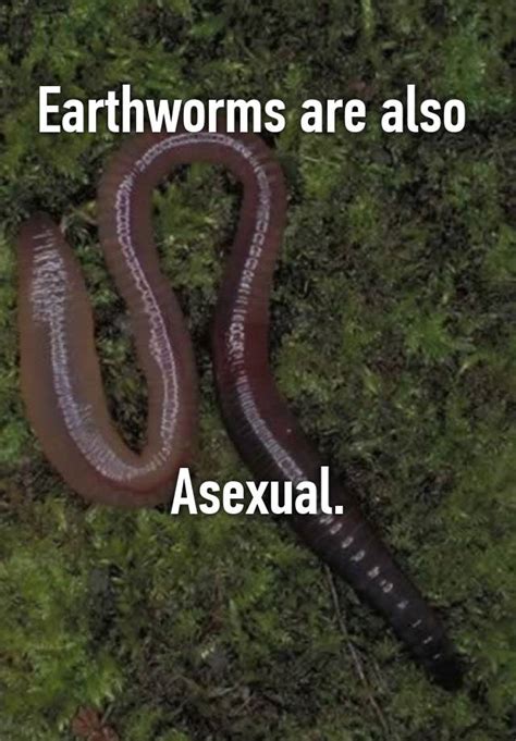 Are earthworms asexual?
