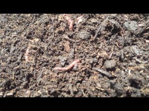 Are earthworms easy to take care of?