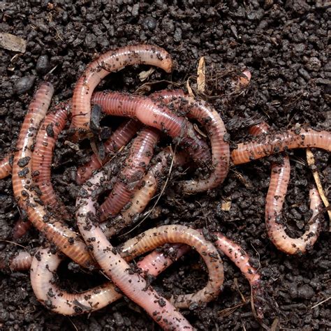 Are earthworms edible?