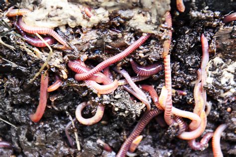 Are earthworms free living?