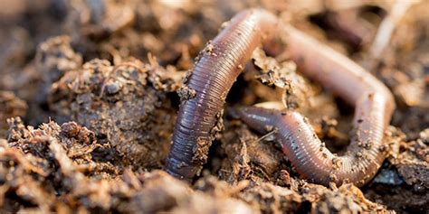 Are earthworms harmless?