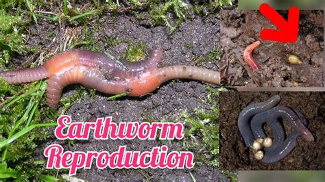 Are earthworms intersex?
