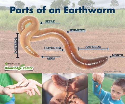 Are earthworms safe for kids?