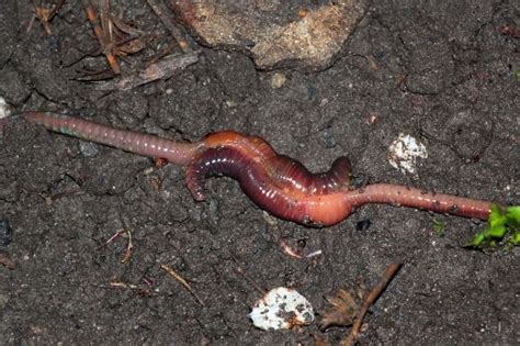 Are earthworms sexed?