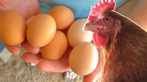 Are eggs from your own chickens better for you?