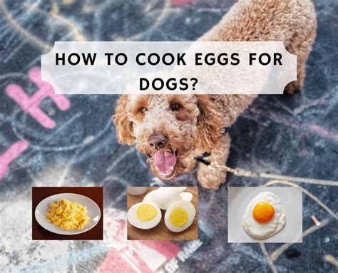 Are eggs good for dogs?