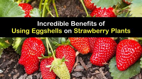 Are eggshells good for strawberries?