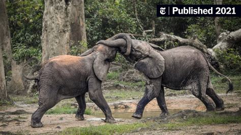 Are elephants going extinct?