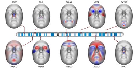 Are face shapes genetic?