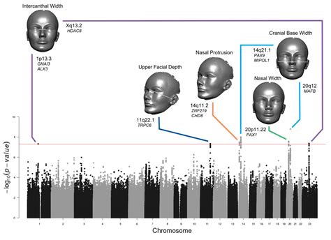 Are face shapes genetic?