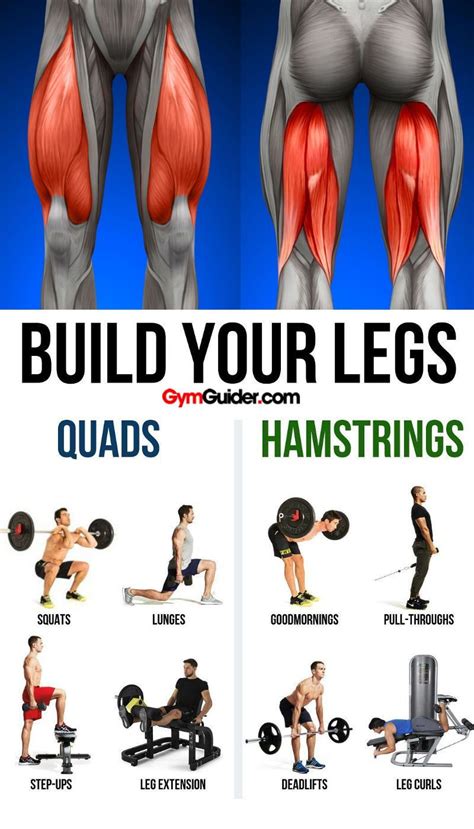 Are fat legs stronger?