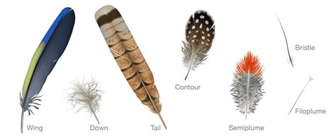 Are feathers better than fur?