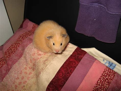 Are female Syrian hamsters friendly?