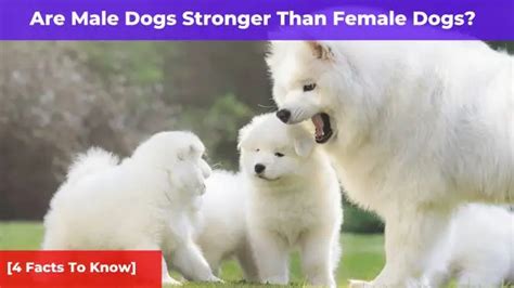 Are female dogs as strong as male?