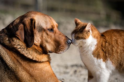 Are female dogs better with cats?