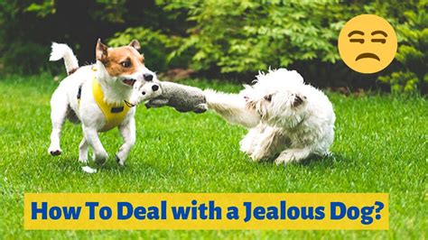 Are female dogs jealous?