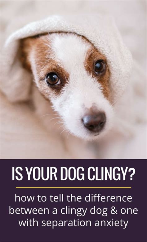 Are female dogs more clingy?
