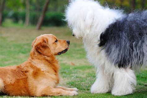 Are female dogs more intelligent than males?