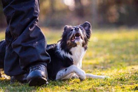 Are female dogs more possessive?