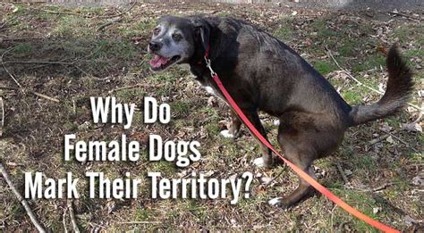 Are female dogs more territorial?