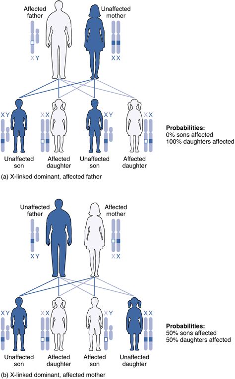 Are female genes more dominant?