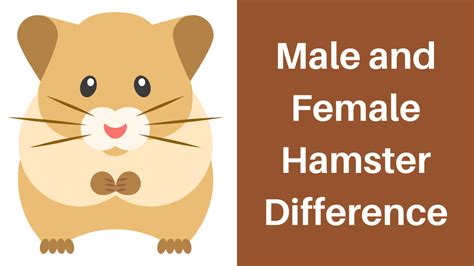 Are female hamsters more active?