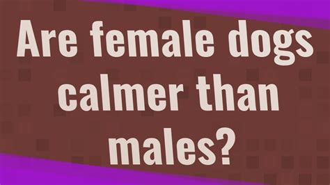 Are female labs calmer than males?