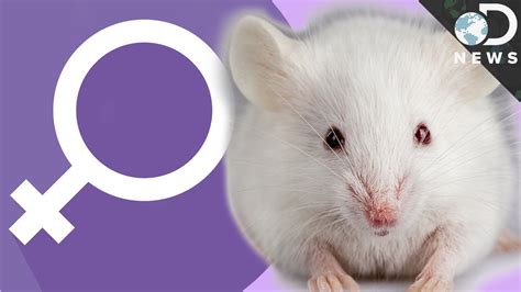 Are female mice nicer?