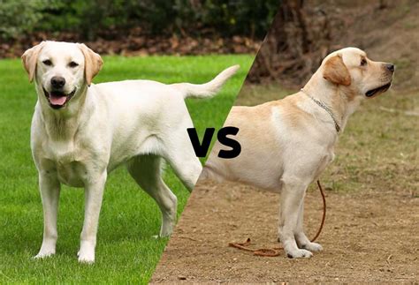 Are female or male Labs better?