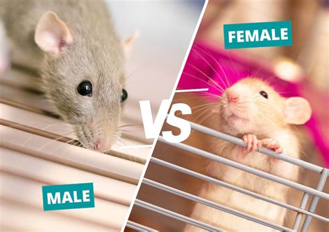 Are female or male rats nicer?
