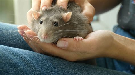 Are female rats friendlier?