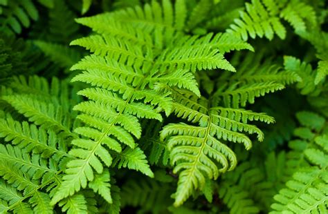 Are fern leaves poisonous?