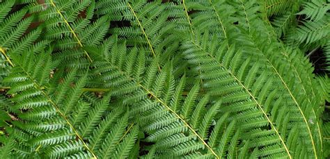 Are ferns cancerous?