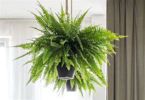 Are ferns good indoor plants?