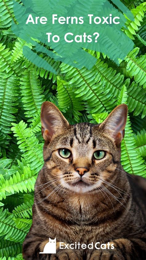 Are ferns poisonous to cats?