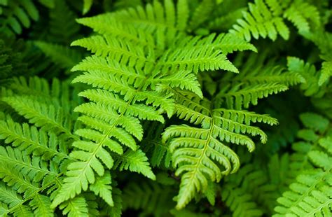 Are ferns poisonous to dogs UK?