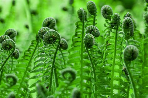 Are ferns safe around animals?