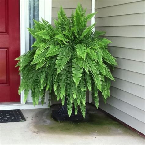 Are ferns safe for pets?