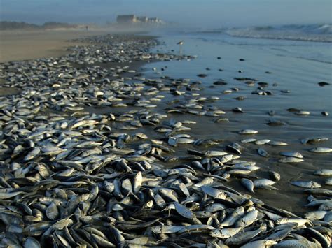 Are fish dying in the ocean?