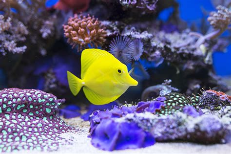 Are fish happy in tanks?