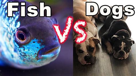 Are fish smarter than dogs?