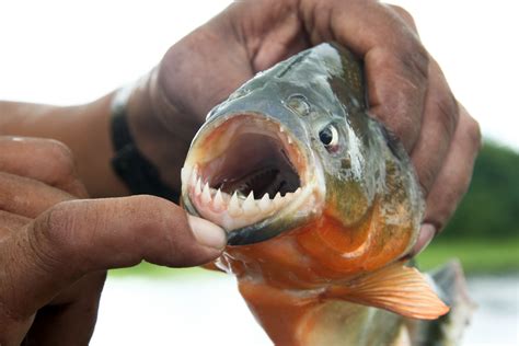 Are fish with teeth real?