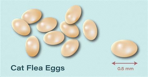 Are flea eggs hard?