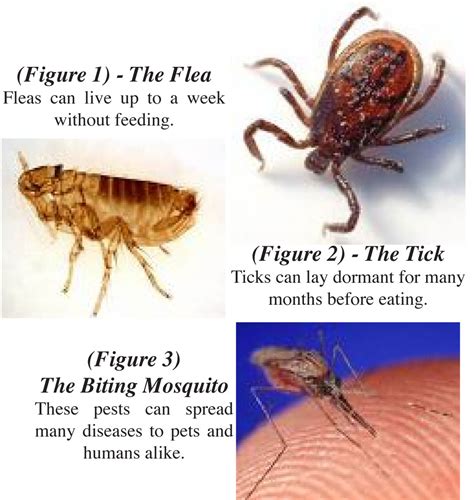 Are fleas a big deal?