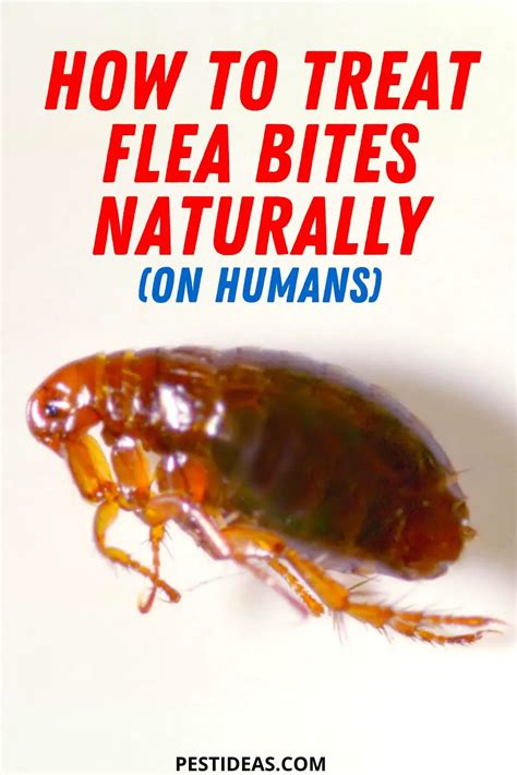 Are fleas a danger to humans?