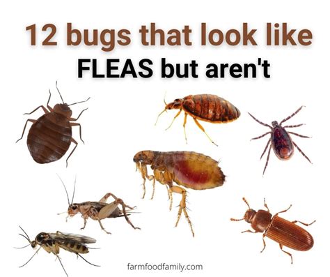 Are fleas brown or black?